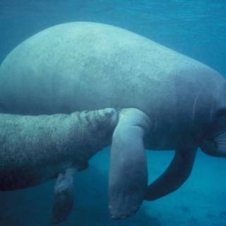 Manatee wallpaper