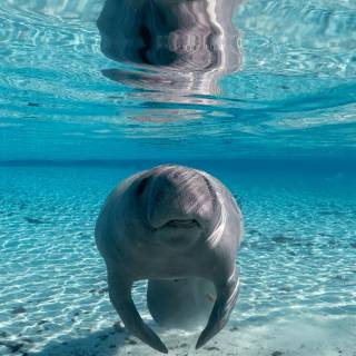 Manatee wallpaper