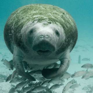 Manatee wallpaper