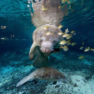 Manatee wallpaper