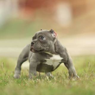 American Bully 4k wallpaper