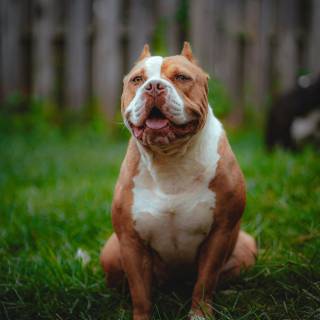 American Bully 4k wallpaper