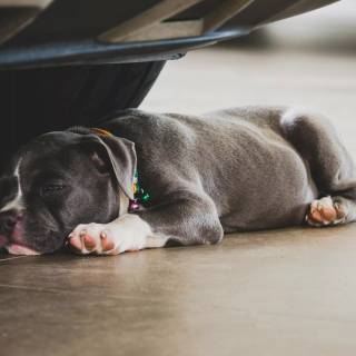 American Bully 4k wallpaper