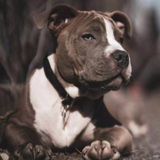 American Bully 4k wallpaper
