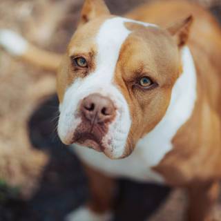 American Bully 4k wallpaper