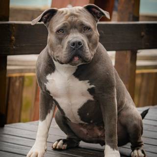 American Bully 4k wallpaper