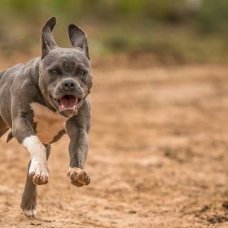 American Bully 4k wallpaper