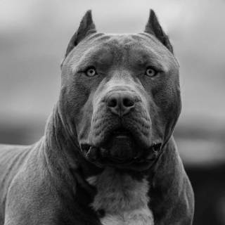 American Bully 4k wallpaper