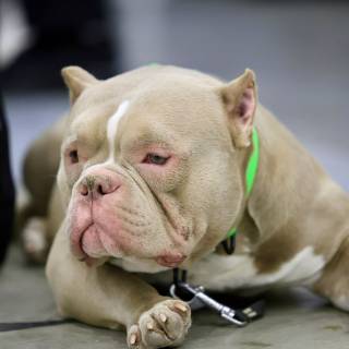 American Bully 4k wallpaper