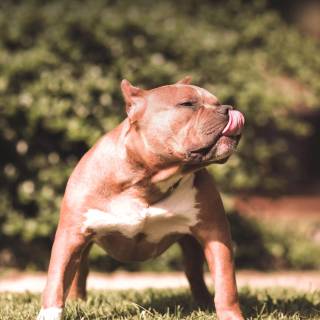 American Bully 4k wallpaper