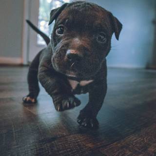 American Bully 4k wallpaper