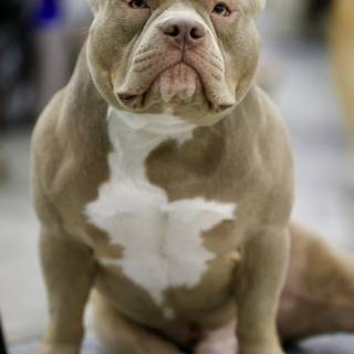 American Bully 4k wallpaper