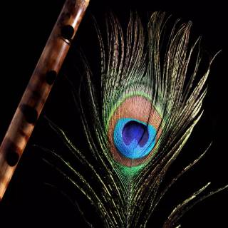 Peacock wing wallpaper