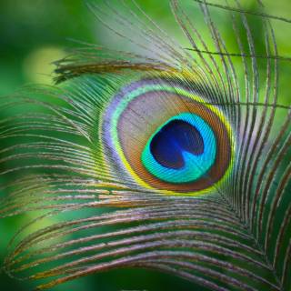 Peacock wing wallpaper