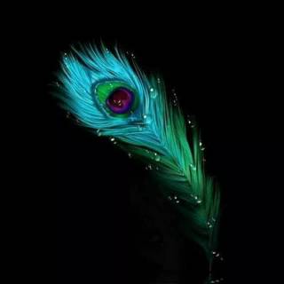 Peacock wing wallpaper