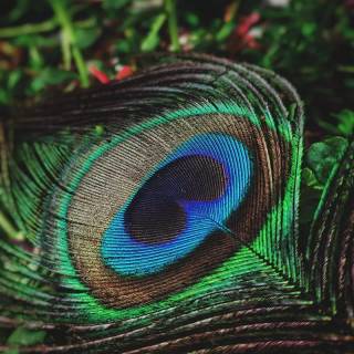 Peacock wing wallpaper
