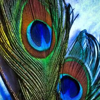 Peacock wing wallpaper