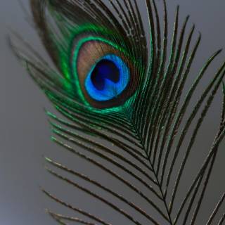 Peacock wing wallpaper