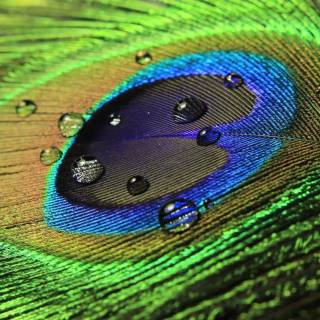 Peacock wing wallpaper