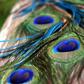 Peacock wing wallpaper