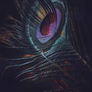 Peacock wing wallpaper