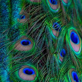 Peacock wing wallpaper