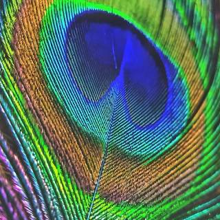 Peacock wing wallpaper
