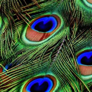 Peacock wing wallpaper