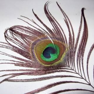 Peacock wing wallpaper