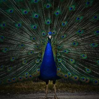 Peacock wing wallpaper