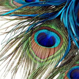 Peacock wing wallpaper