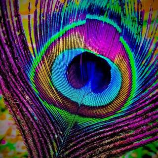 Peacock wing wallpaper