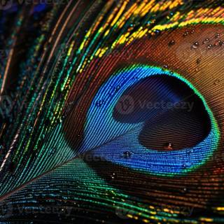 Peacock wing wallpaper