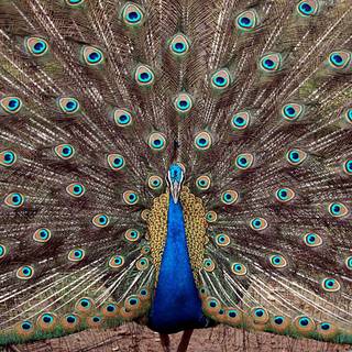 Peacock wing wallpaper