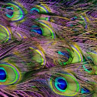 Peacock wing wallpaper