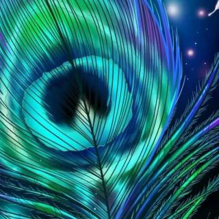 Peacock wing wallpaper