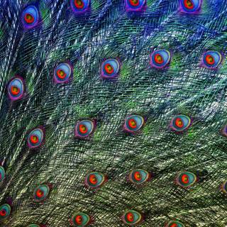 Peacock wing wallpaper