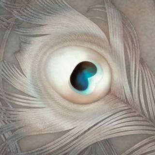 Peacock wing wallpaper