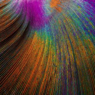 Peacock wing wallpaper