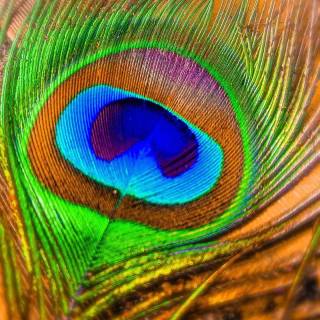 Peacock wing wallpaper