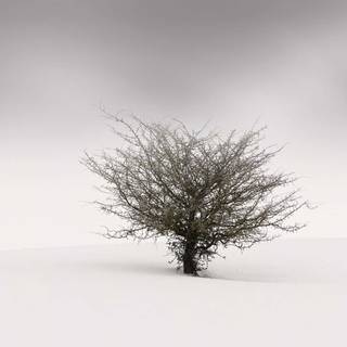 Winter minimalist black and white wallpaper