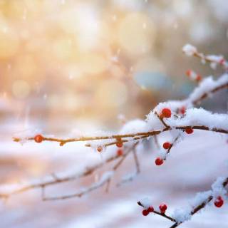 Winter desktop simple wallpaper