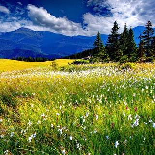Spring meadow laptop wallpaper