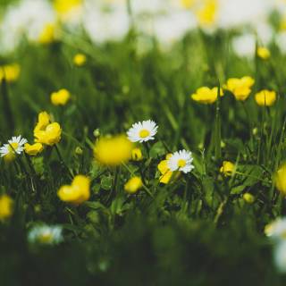Spring meadow laptop wallpaper