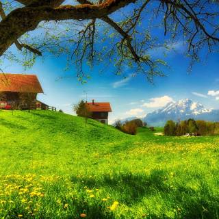 Spring meadow laptop wallpaper