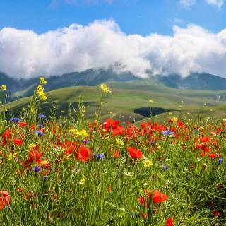 Spring meadow laptop wallpaper