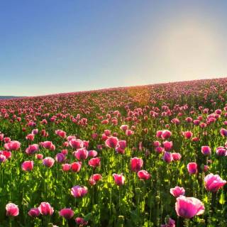 Spring meadow laptop wallpaper