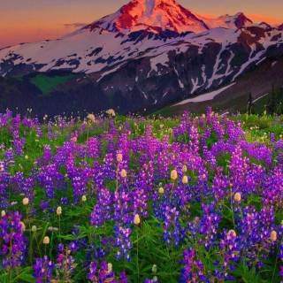 Spring meadow laptop wallpaper