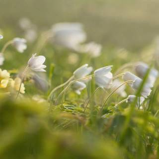 Spring meadow laptop wallpaper