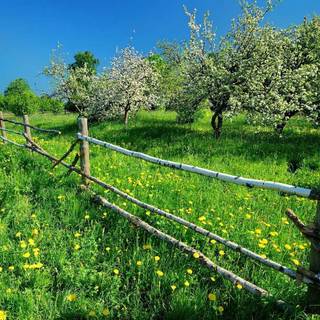 Spring meadow laptop wallpaper
